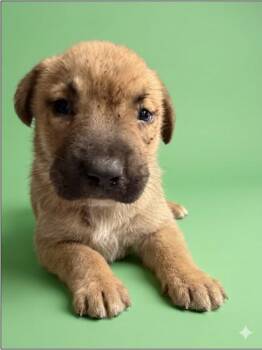 JOSEPHINE -  Mixed Breed Dog for Adoption in Jacksonville, Florida - JOSEPHINE | PetCurious