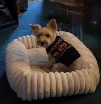 Miss Beulah Bella -  Maltese and Yorkshire Terrier Dog for Adoption in Tonawanda, New York - Miss Beulah Bella | PetCurious