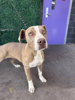 Pit Bull Terrier and Mixed Breed Dogs Available for Adoption in El Paso, Texas - 60852760 | PetCurious