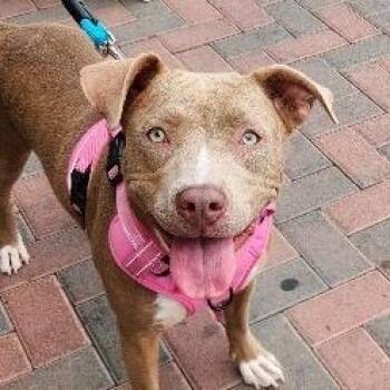 Summer Coleman -  Pit Bull Terrier Dog for Adoption in Las Vegas, Nevada - Summer Coleman | PetCurious