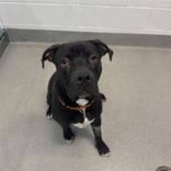 Pit Bull Terrier Dogs Available for Adoption in Hilliard, Ohio - Barry | PetCurious