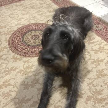 Shaylin -  Poodle and Mixed Breed Dog for Adoption in Fredericksburg, Virginia - Shaylin | PetCurious