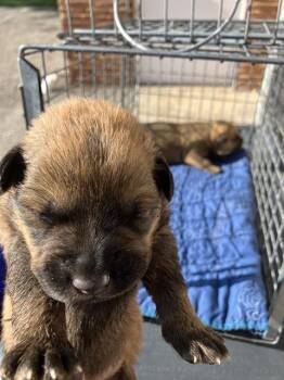 Mixed Breed Dogs Available for Adoption in Dallas, Texas - SADDIE | PetCurious