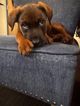 Shepherd and Labrador Retriever Dogs Available for Adoption in Berlin, New Jersey - Bruce | PetCurious
