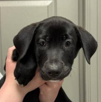 Fritter -  Labrador Retriever Dog Available for Adoption in Littleton, Colorado - Fritter | PetCurious