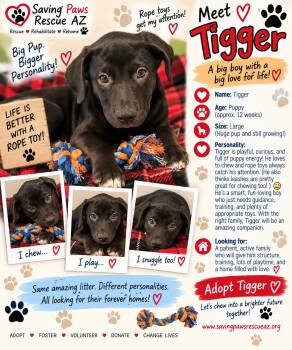 Tori puppy - Tigger -  Mastiff Dog for Adoption in Glendale, Arizona - Tori Puppy - Tigger | PetCurious