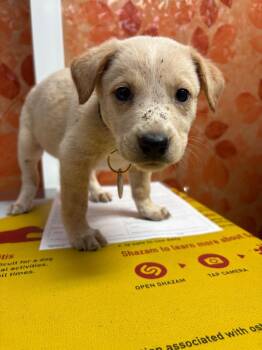 Pistil -  Boxer and German Shepherd Dog Dog for Adoption in Carson City, Nevada - Pistil | PetCurious