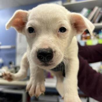 Ramona -  Mixed Breed Dog for Adoption in Wappingers Falls, New York - Ramona | PetCurious