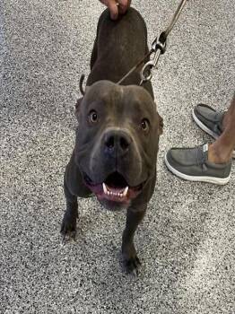 Rescue Mixed Breed Dogs for Adoption in Palmetto, Florida - ARTHUR | PetCurious