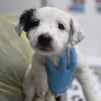 Secret Aardvark -  Australian Shepherd and Labrador Retriever Dog for Adoption in Incline Village, Nevada - Secret Aardvark | PetCurious