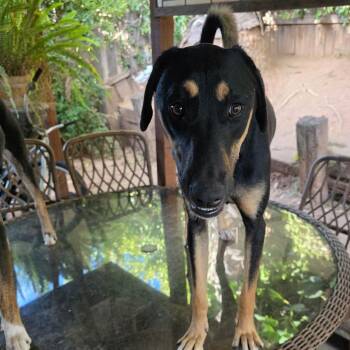 Faith -  Doberman Pinscher and Black Labrador Retriever Dog for Adoption in Seal Beach, California - Faith | PetCurious