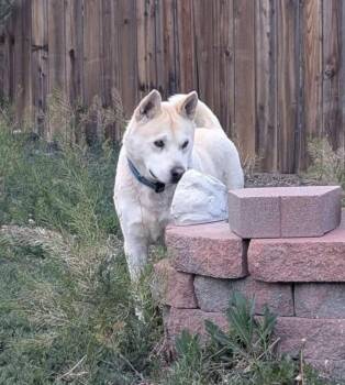 Benny -  Husky and Akita Dog for Adoption in Thornton, Colorado - Benny | PetCurious