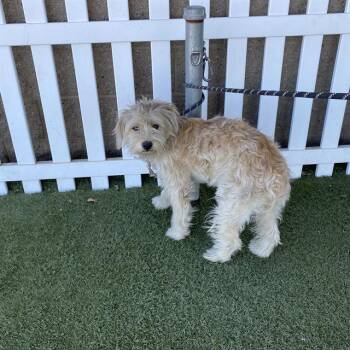 A612659 -  Maltese and Mixed Breed Dog for Adoption in Modesto, California - A612659 | PetCurious