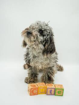 Australian Shepherd and Standard Poodle Dogs Available for Adoption in Bowling Green, Kentucky - T-Bone | PetCurious