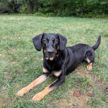 Titan -  German Shepherd Dog and Hound Dog for Adoption in Philadelphia, Pennsylvania - Titan | PetCurious
