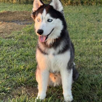 Rescue Husky Dogs for Adoption in Lucas, Texas - Stryker | PetCurious