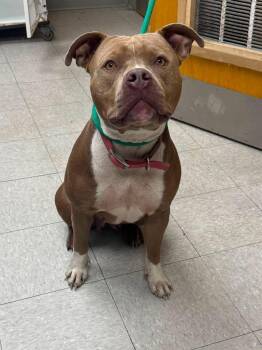 Ginger -  American Staffordshire Terrier Dog for Adoption in Sorrento, Louisiana - Ginger | PetCurious