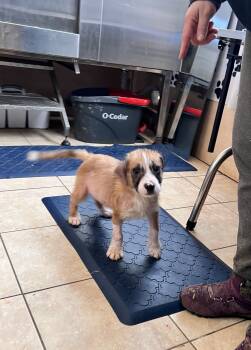 Rescue Mountain Cur and Boxer Dogs for Adoption in Tracy City, Tennessee - Evan | PetCurious