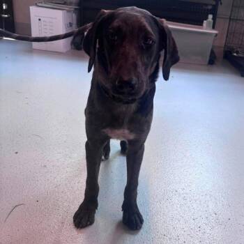 Black Beard -  Mixed Breed Dog for Adoption in Huntington, West Virginia - Black Beard | PetCurious