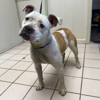 American Bulldog Dogs Available for Adoption in Tuscaloosa, Alabama - Darling | PetCurious