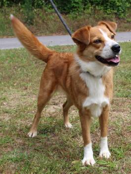 Retriever Dogs Available for Adoption in Prattville, Alabama - Clover 43412 | PetCurious