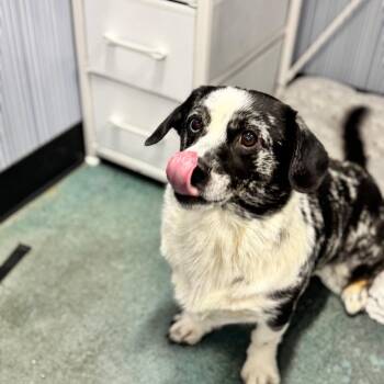 Howdy -  Cardigan Welsh Corgi Dog for Adoption in Chico, California - Howdy | PetCurious