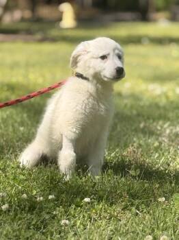 Great Pyrenees Dogs Available for Adoption in Locust Fork, Alabama - Natasha | PetCurious