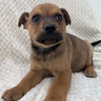 Turk -  Chihuahua and Chow Chow Dog for Adoption in Kanab, Utah - Turk | PetCurious