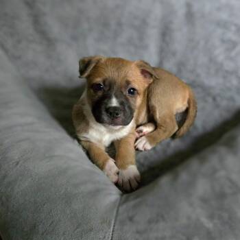 Suzy Q -  Labrador Retriever and Boxer Dog for Adoption in Durham, North Carolina - Suzy Q | PetCurious