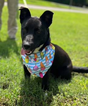 Charley -  Corgi and Border Collie Dog for Adoption in Greensboro, Georgia - Charley | PetCurious