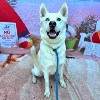 Rescue Siberian Husky Dogs for Adoption in Long Beach, California - HENDRIX | PetCurious