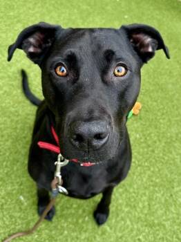 Nemo -  Mixed Breed Dog for Adoption in Wichita, Kansas - Nemo | PetCurious