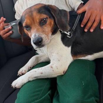 Milo Scott -  Beagle Dog for Adoption in Miami, Florida - Milo Scott | PetCurious