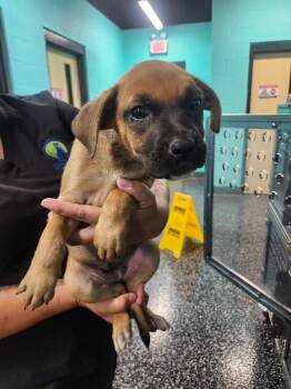 Arthea -  Boxer and Mixed Breed Dog for Adoption in Jackson, Tennessee - Arthea | PetCurious
