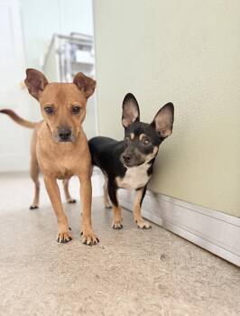 Rolo and Finny -  Chihuahua Dog for Adoption in Winter Garden, Florida - Rolo And Finny | PetCurious