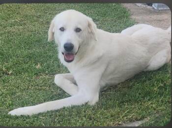 Danny -  Great Pyrenees and Labrador Retriever Dog for Adoption in Dallas, Texas - Danny | PetCurious