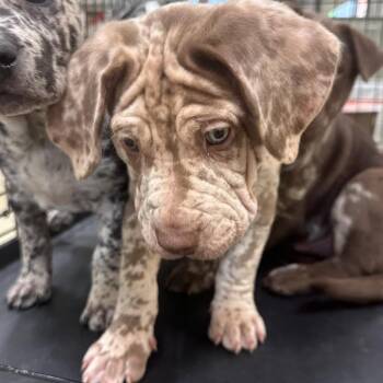 Milky Way -  Mixed Breed Dog for Adoption in Park City, Utah - Milky Way | PetCurious