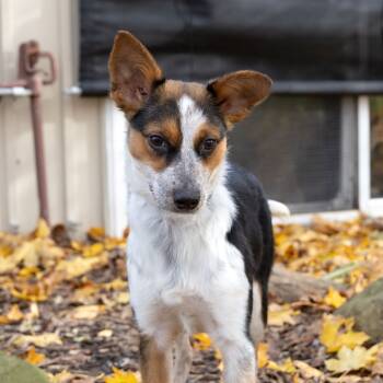 Rescue Beagle Dogs for Adoption in Mckean, Pennsylvania - June Bug | PetCurious