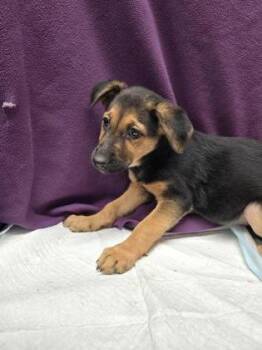 Miss Piggy -  German Shepherd Dog and Mixed Breed Dog for Adoption in Roseville, California - Miss Piggy | PetCurious