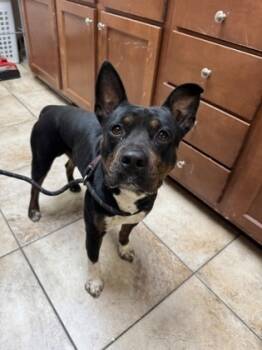 Rescue Mixed Breed Dogs for Adoption in Cincinnati, Ohio - Trent | PetCurious
