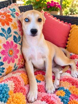Sarah -  Labrador Retriever and Husky Dog for Adoption in Lucas, Texas - Sarah | PetCurious