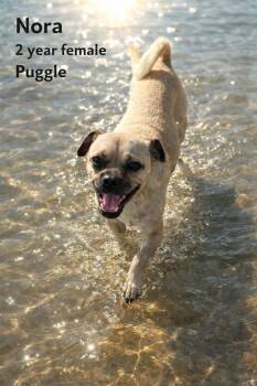 Puggle Dogs Available for Adoption - NORA  – 2 YEAR OLD FEMALE PUGGLE  | PetCurious