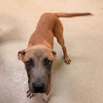 Chewie -  Shepherd and Mixed Breed Dog for Adoption in Lynchburg, Virginia - Chewie | PetCurious