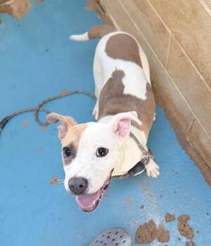 Elphie -  Terrier and Mixed Breed Dog for Adoption in Morristown, New Jersey - Elphie | PetCurious
