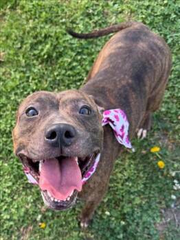 SATIVA -  Pit Bull Terrier and Mixed Breed Dog for Adoption in Tulsa, Oklahoma - SATIVA | PetCurious