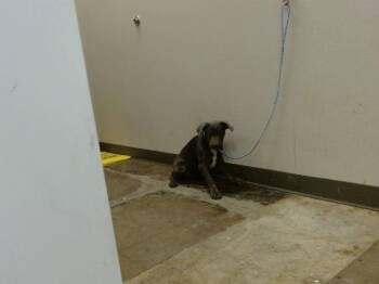 Rottweiler Dogs Available for Adoption in Ontario, California - A008639 | PetCurious
