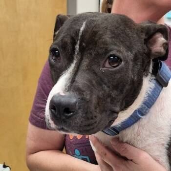 Rescue Pit Bull Terrier Dogs for Adoption in Tupelo, Mississippi - Mia - 072308T | PetCurious