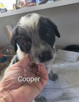 Cooper -  Shepherd Dog for Adoption in Stover, Missouri - Cooper | PetCurious