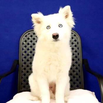 Siberian Husky Dogs Available for Adoption in Midland, Texas - Frankie | PetCurious