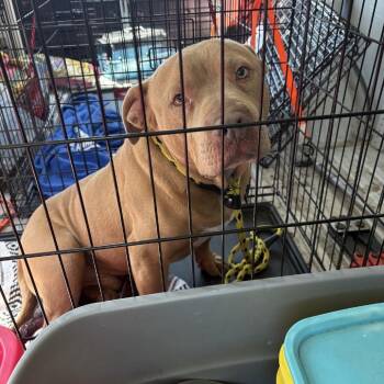 Terrier Dogs Available for Adoption in St. Louis, Missouri - Loving Jah | PetCurious